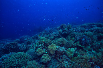 Obraz na płótnie Canvas underwater scene / coral reef, world ocean wildlife landscape