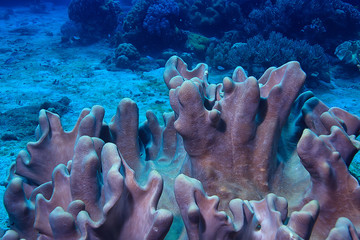 coral reef underwater / lagoon with corals, underwater landscape, snorkeling trip