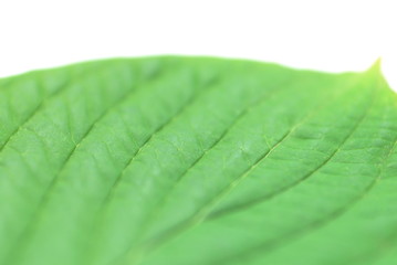 closeup of green leaf