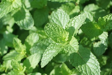 close up kitchen mint plants in nature garden