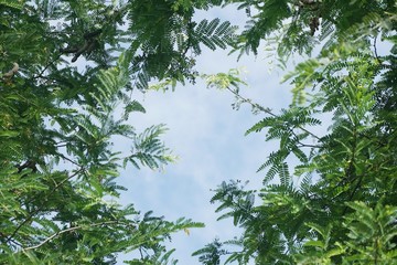 fresh green tamarindus indica tree in nature garden 