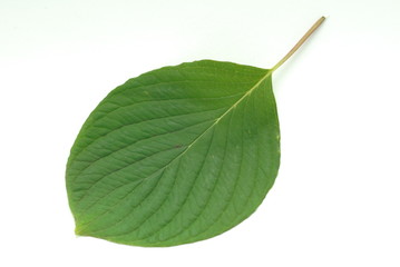 Obraz premium green leaf isolated on white background