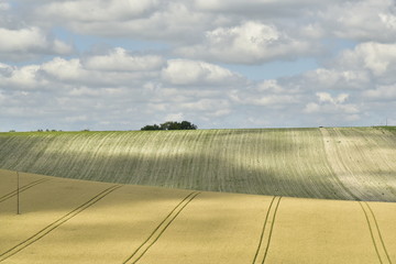 L' ombre des cumulus donnant un superbe contraste sur les champs de blé lignés et les jeunes pousses de maïs sur une colline rocailleuse d'où émerge un petit bois à son sommet ,à Vendoire au Périgord 