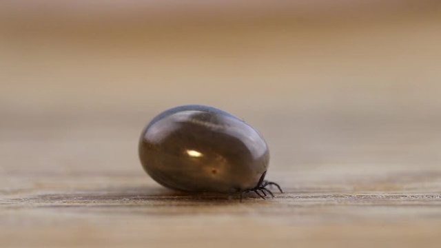 Vollgesaugte Zecke nach Zeckenbiss, Borreliose Gefahr Krankheits&uuml;bertr&auml;ger FSME Risikogebiet