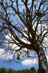 Fototapeta na wymiar Spring tree with new leaves against blue sky