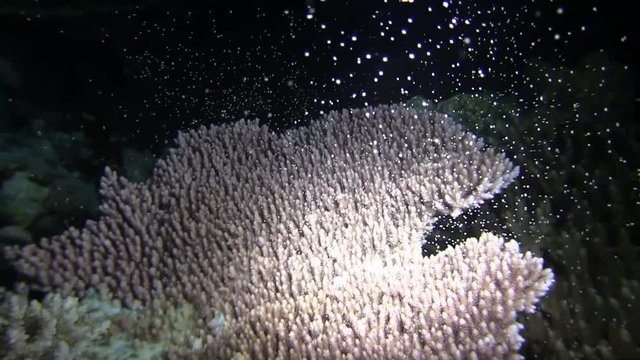 サンゴの大産卵