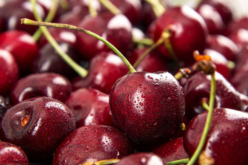 Close up. Large ripe cherries, wet from water. Seasonal harvest.