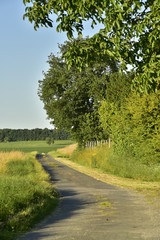 Fototapeta na wymiar Route secondaire de campagne longeant un bois , près du bourg de Vendoire au Périgord Vert