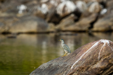 Striated heron or Butorides striata close up sitting on stone perch with a green water background at bank of chambal river rawatbhata, kota, india