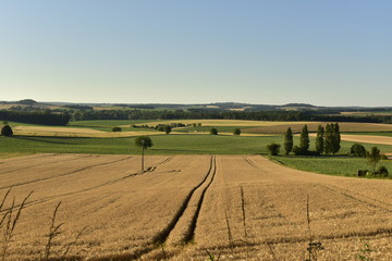 Fototapeta na wymiar Double lignes dans un champs de blé sous la lumière du coucher de soleil à Champagne-et-Fontaine au Périgord Vert