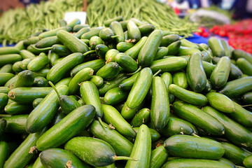 Organic Healthy Vegetable Cucumber