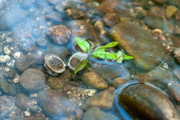 Open seashell in shallow water