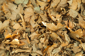 Dry old autumn leaves on the ground.