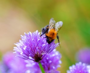 Bee on a chive flower.