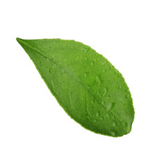 Fototapeta na wymiar leaf of orange isolated