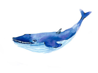 Watercolor blue whale. Poster for print design. Hand drawn sketch. Animal print.  Ocean wildlife.