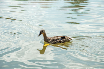 Mallard duck swimming on a pond.