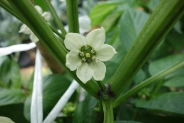ピーマンの花