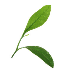 branch of orange leaves with water drops isolated on white background