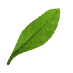 Fototapeta na wymiar fresh green leaf with water drops of orange isolated on white background