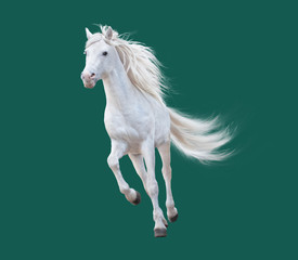 many white horses running, isolated on white background, nobody