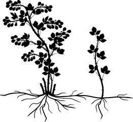 Blackberry plant vegetative reproduction scheme. Floricane with daughter plant isolated on white background