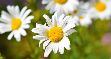 A close-up image of oxeye daisies (Leucanthemum vulgare).