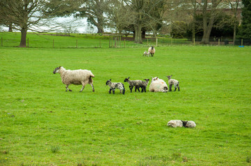 Obraz na płótnie Canvas Sheep grazing in an English agricultural landscape.