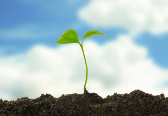 sprount of orange on blue sky with clouds background