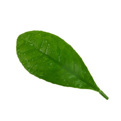 Fototapeta na wymiar leaf of orange isolated