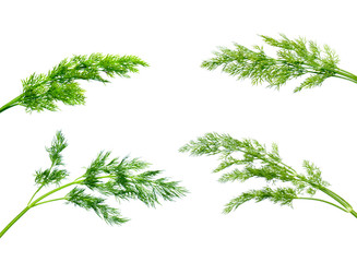 several fresh green dill plants isolated on white background