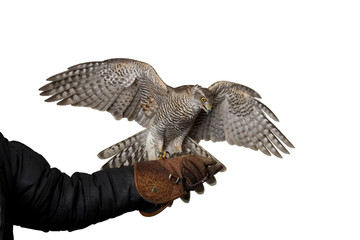 hawk  spreading wings sitting on leather glove, isolated on white background