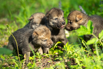 Two weeks old cubs of grey wolf