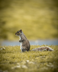 Squirrel in park