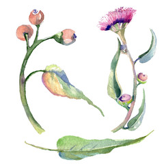 Red eucaliptus floral botanical flowers. Watercolor background set. Isolated eucaliptus illustration element.
