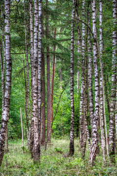 Tall thin birch trees in a forest