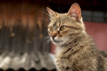 Naklejka premium Cat looks to the side