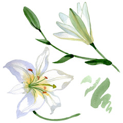 White lily floral botanical flowers. Watercolor background illustration set. Isolated lilies illustration element.