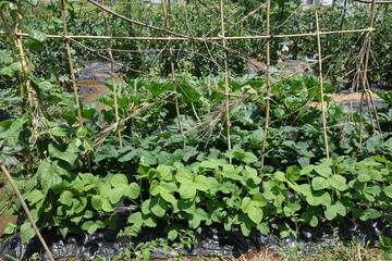 Fototapeta premium ６月の菜園