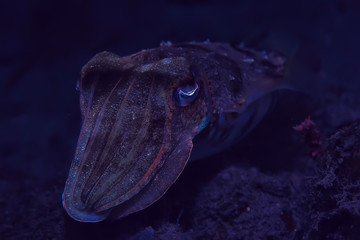 cuttlefish underwater / underwater world, marine life wildlife animal diving in the Pacific Ocean