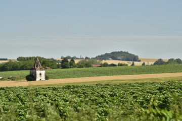 Fototapeta na wymiar Plantation de tournesols ,de maïs et de blé vers le pigeonnier abandonné ,près du bourg de Champagne au Périgord Vert