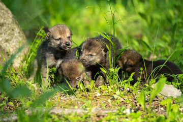 Two weeks old cubs of grey wolf