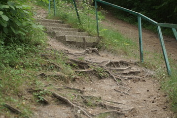 concrete stairs in the woods 