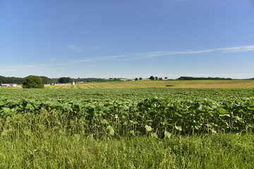 Fototapeta na wymiar Plantation de tournesols ,de maïs et de blé vers le pigeonnier abandonné ,près du bourg de Champagne au Périgord Vert