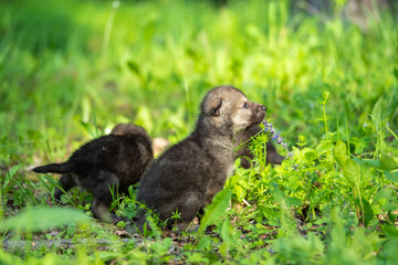 Fototapeta premium Two weeks old cubs of grey wolf