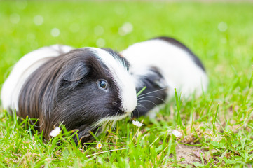 rabbit in the grass