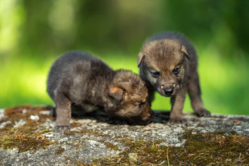Two weeks old cubs of grey wolf