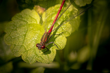 Rote Libelle