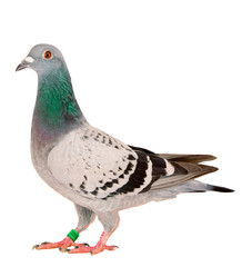 full body of speed racing pigeon bird standing isolate white background