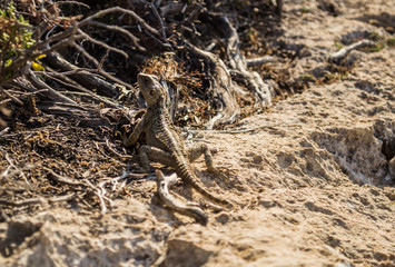 lizard on a tree